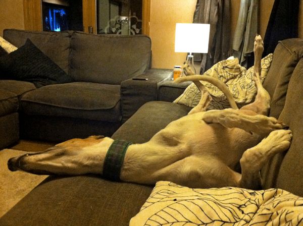 image of Dudley lying on the couch next to me, on his back, legs in the air, head lolling off to one side