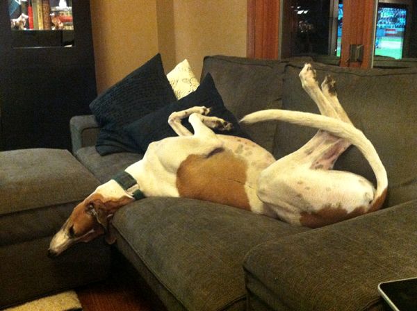 image of Dudley the Greyhound lying on his back on the couch, with his legs in the air and his neck craned back so his head is hanging off the cushion toward the floor