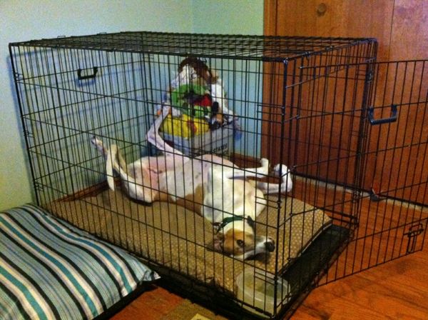 image of Dudley the Greyhound, lying upside-down in his crate, grinning