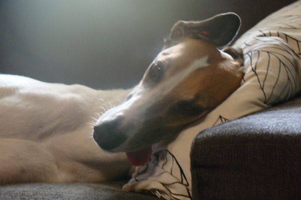 image of Dudley the Greyhound with his head lying on a pillow and his tongue hanging out