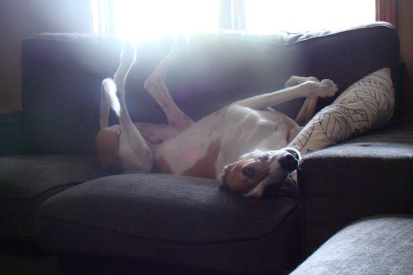 image of Dudley lying on his back on the couch, looking silly