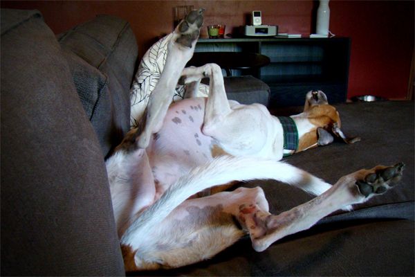 image of Dudley the Greyhound lying on his back on the couch, his legs in the air, his head flopped to one side, and his butt aimed at me