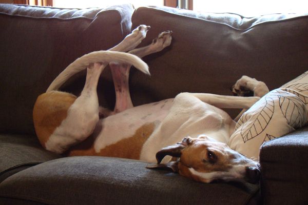 image of Dudley the Greyhound, lying on his back on the couch with the legs in the air and looking at me