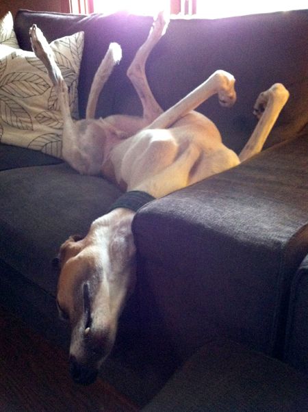 image of Dudley the Greyhound lying on the couch on his back, with his legs in the air, and his head hanging off the edge of the seat cushion, sound asleep