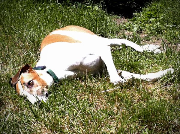 image of Dudley the Greyhound lying in the grass, looking dead
