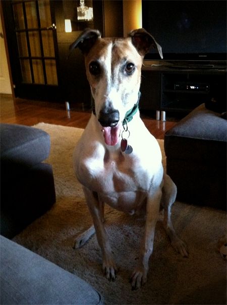 image of Dudley the Greyhound sitting and looking at me with a big grin and lolling tongue