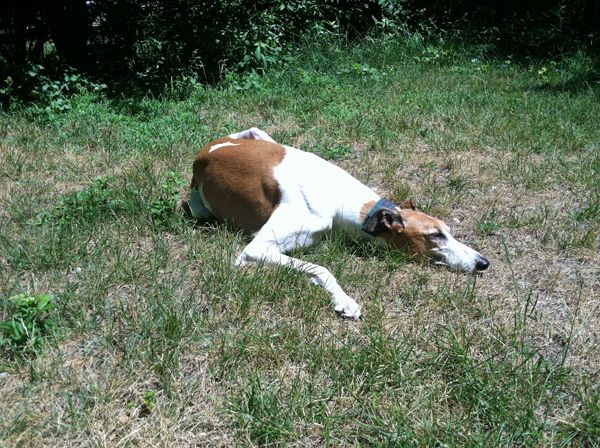 Dudz lying in the grass in one of his typically awkward positions