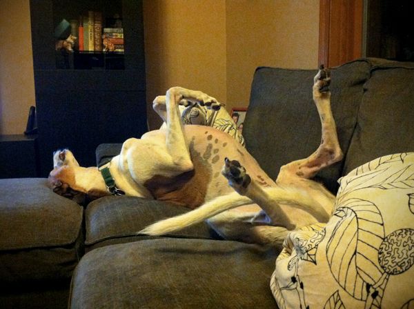 Dudley the Greyhound lies on his back on the couch with his legs in the air and long tail curled into an upside-down arc