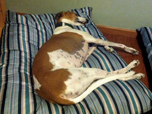 image of Dudley taking a nap on his big stripey pillow