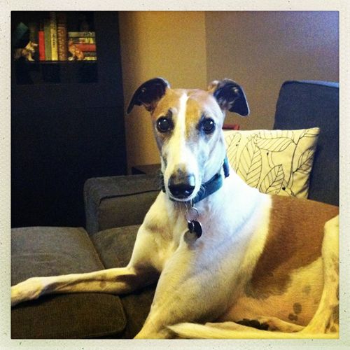 image of Dudley the Greyhound lounging on the couch with his ears perked up