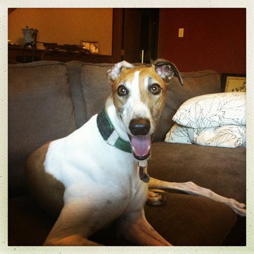 image of Dudley the Greyhound sitting on the couch with goofy ears, grinning