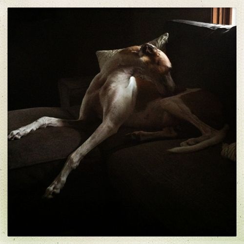 image of Dudley the Greyhound lying on the couch in early morning sunlight, craning his impossible long neck around to groom his side