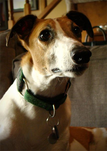 Dudley the Greyhound in close-up, looking up with a sweet expression