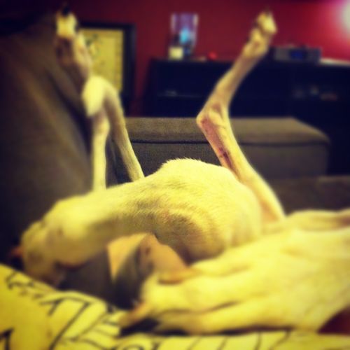 image of Dudley's legs and tail, all in the air, as he lies on his back on the couch