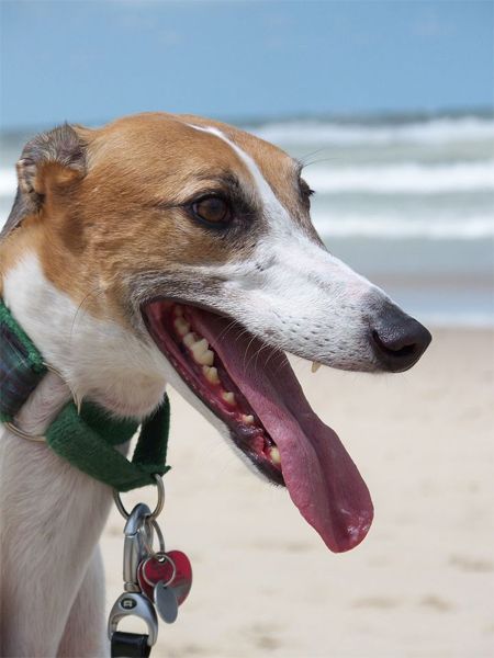a close-up of Dudley the Greyhound's face with his ears back and tongue hanging out