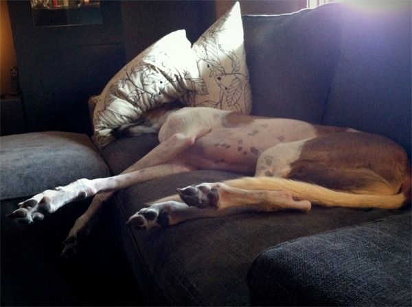 Dudley the Greyhound lying on his side on the loveseat, his head tucked underneath a pillow