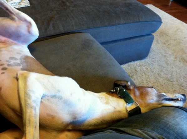 Dudley the Greyhound laying on his back lengthwise along the couch, with his neck twisted alongside my leg at a 90-degree angle to his body