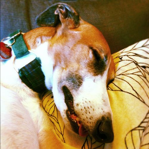 image of Dudley the Greyhound sleeping with his tongue hanging out