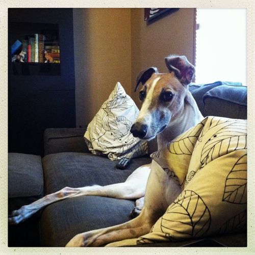 Dudley the Greyhound sitting on the couch, looking at me with one ear up