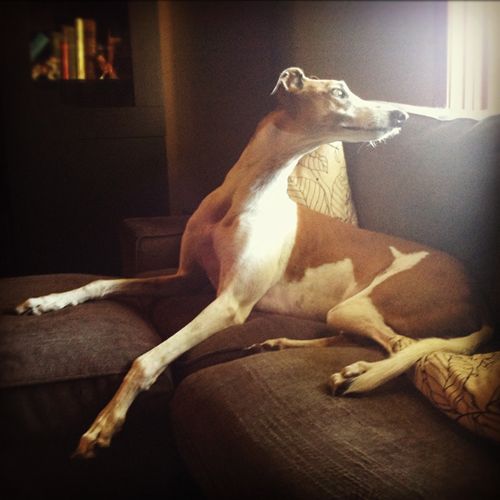image of Dudley the Greyhound lying on the couch, with his neck extended and his head turned around backwards looking out the window