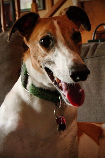 image of Dudley the Greyhound, sitting on the chaise, looking goofy