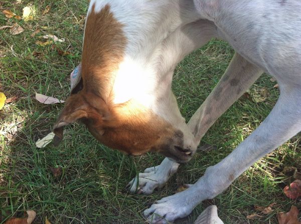 image of Dudley looking at his feet