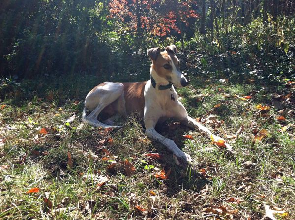 image of Dudley the Greyhound lying in the garden on a sunny autumn day