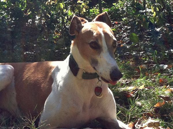 image of Dudz in the garden with his tongue out