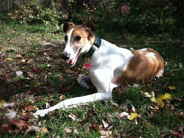 Dudley the Greyhound lies in the garden, grinning