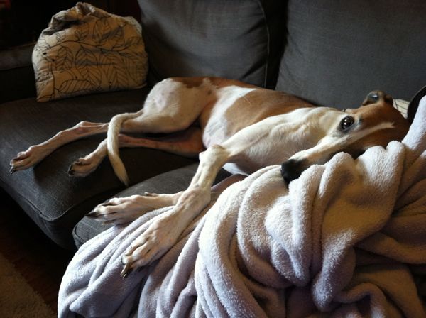 image of Dudley the Greyhound lying on the couch with a fleece blanket
