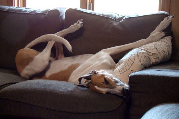 image of Dudley the Greyhound sleeping on the couch, with his body twisted into an impossibly weird position