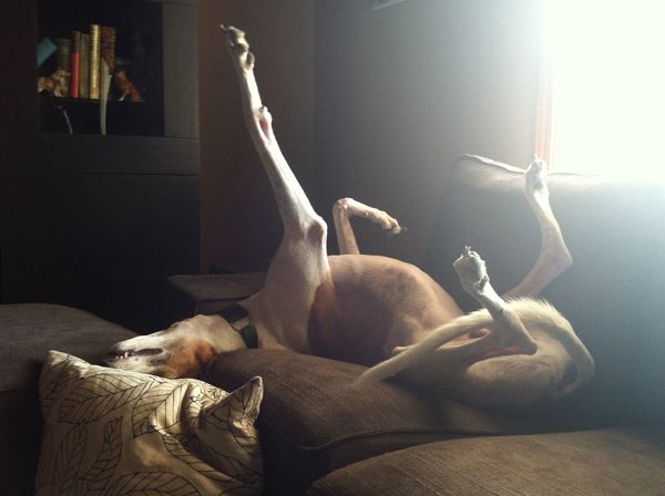 image of Dudley the Greyhound lying on his back on the sofa with one leg stretched straight up into the air
