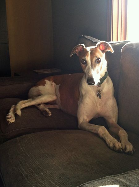 image of Dudley the Greyhound sitting on the couch with the sunlight lighting up his ears from behind