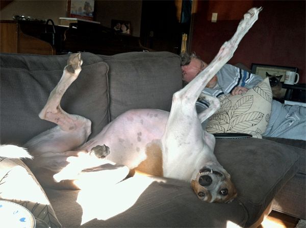 Dudley the Greyhound lies on the couch on his back beside Iain with one leg in the air and a silly grin on his upside-down face