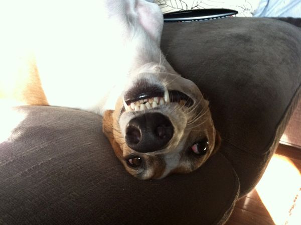 Dudley, upside-down and grinning, in close-up