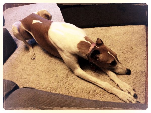 image of Dudley the Greyhound lying on the floor with his back legs in a crouch and his front legs stretched out in front of him, looking away from me poutily