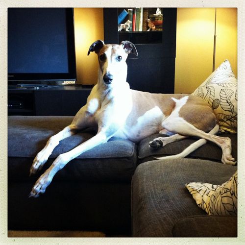 image of Dudley the Greyhound, lying on the couch, looking very regal