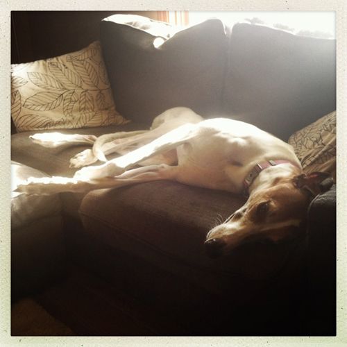 image of Dudley the Greyhound lying on the couch with his head hanging off, looking super pathetic