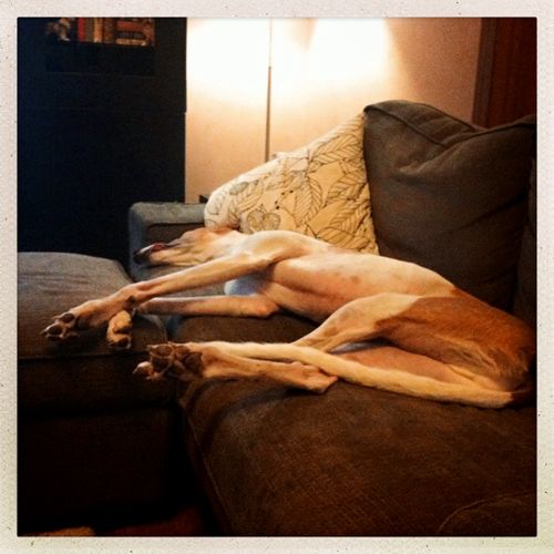 image of Dudley the Greyhound lying splayed across the loveseat, with his tongue hanging out