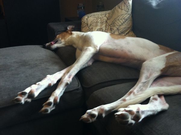 image of Dudley lying on the loveseat with his tongue hanging out