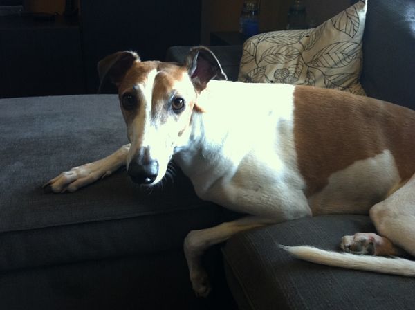 image of Dudley the Greyhound sitting on the ottoman looking at me