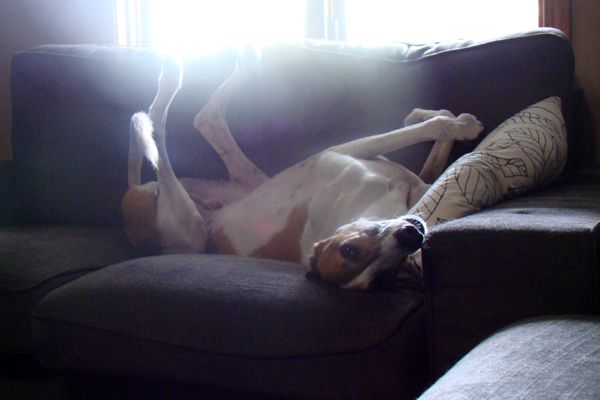 image of Dudley the Greyhound lying upside-down on the couch, grinning goofily