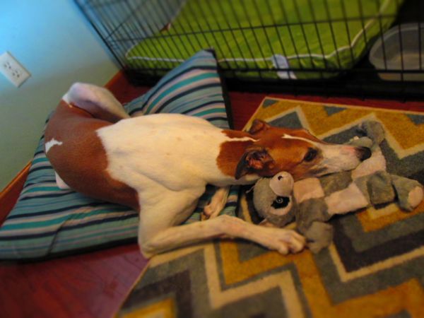 image of Dudley the Greyhound snuggling with his plushy raccoon toy