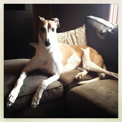 image of Dudley the Greyhound sitting on the ottoman, looking at me