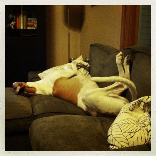 image of Dudley the Greyhound lying on his back on the sofa, his legs in the air, sound asleep