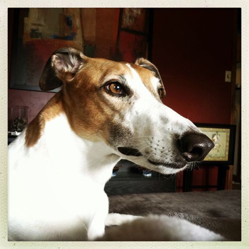 image of Dudley the Greyhound sitting on the chaise, looking thoughtful
