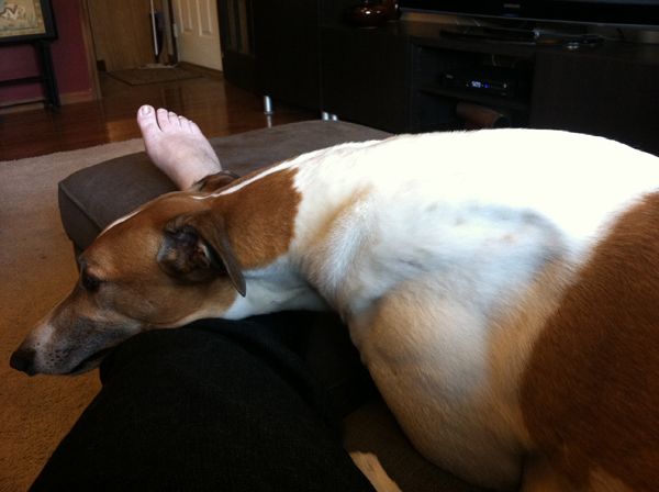 image of Dudley the Greyhound resting his head on my outstretched leg