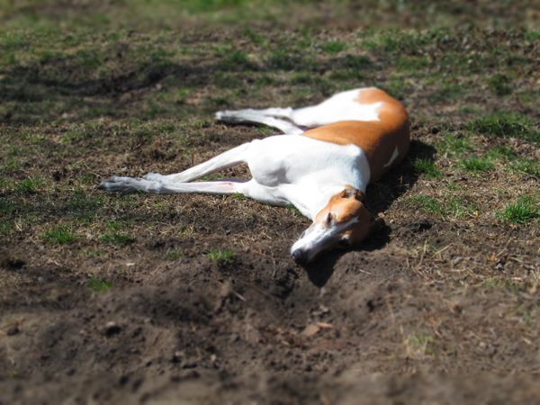 image of Dudley the Greyhound lying on the ground in the sunshine, with his face near a hole he's dug