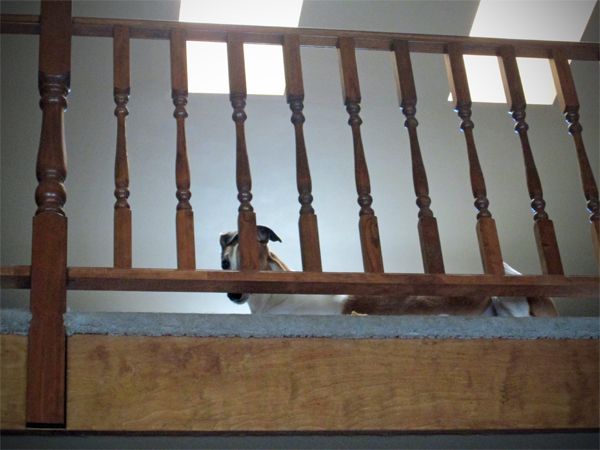 image of Dudley the Greyhound peering down at me from between the slats on the loft railing