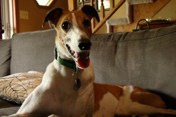 image of Dudley the Greyhound sitting on the couch and grinning